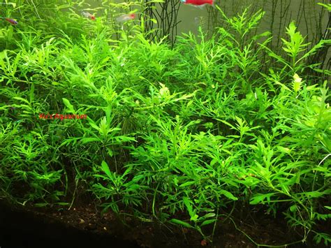 Water Wisteria, Hygrophila Difformis, Live Aquarium/aquatic/background/stem Plant,planted Tank ...