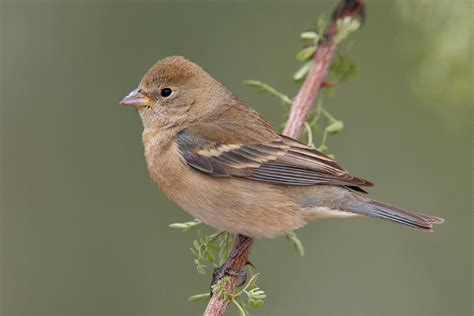 Lazuli Bunting | Audubon Field Guide