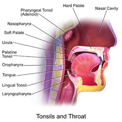 Tonsila – Wikipédia, a enciclopédia livre