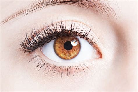 Introduction To The Eye | Pasco Vision Clinic