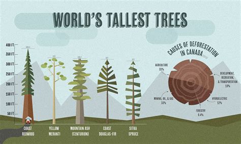 World's Tallest Trees Infographic on Behance