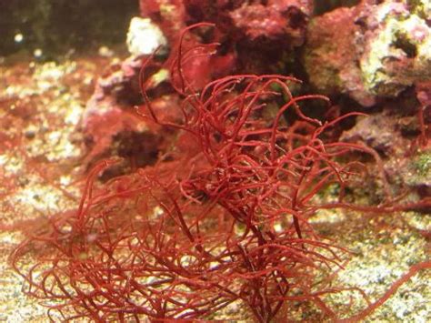 7 Aquarium Algae Types With Pictures | Aqua Movement