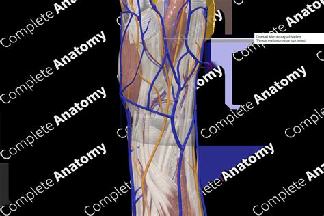 Dorsal Metacarpal Veins | Complete Anatomy