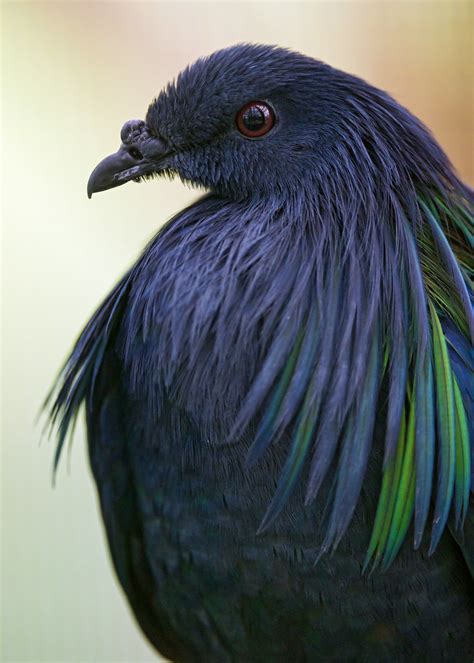 A very pretty pigeon! | Profile of a nice blue and green pig… | Flickr