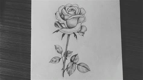 Drawing of a rose flower. in 2020 | Roses drawing, Pencil drawings, Drawings