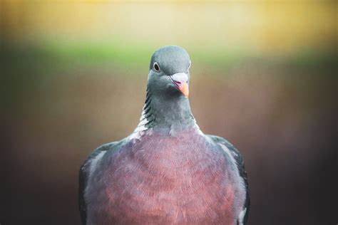 A Pigeon in Close-Up Photography · Free Stock Photo