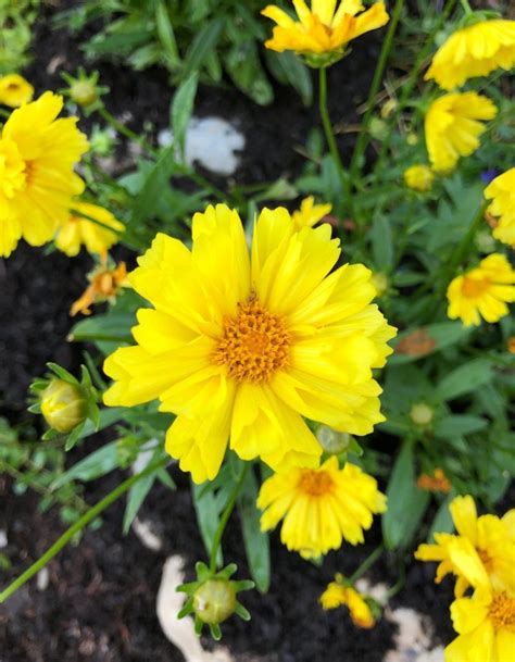 Coreopsis 'Leading Lady Sophia' | A Tree Garden