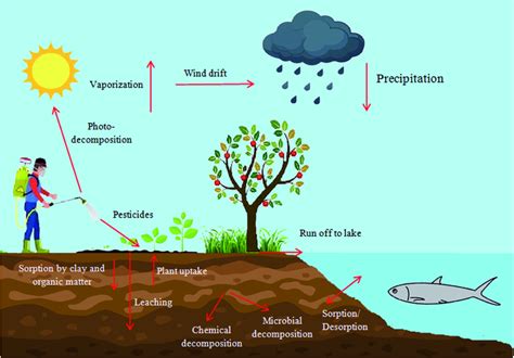 A schematic view of the pesticide cycle in an ecosystem. | Download Scientific Diagram