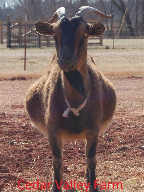 Sore-Mouth? W/pictures | BackYardHerds - Goats, Horses, Sheep, Pigs & more