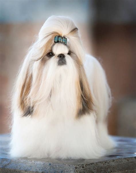 Top 15 Long Haired Dog Breeds Around The World