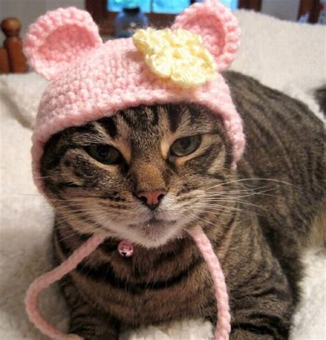 Cats wearing adorable hats