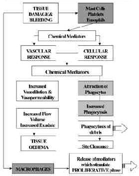 Therapeutic Ultrasound - Physiopedia