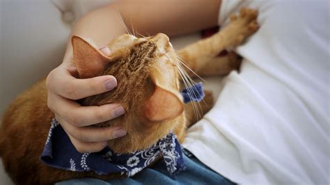 Why Do Cats Knead on Their Owners? Understanding the Feline Connection ...