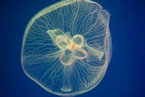 Moon Jellyfish Care Guide | Everything To Know | Exotic Pets