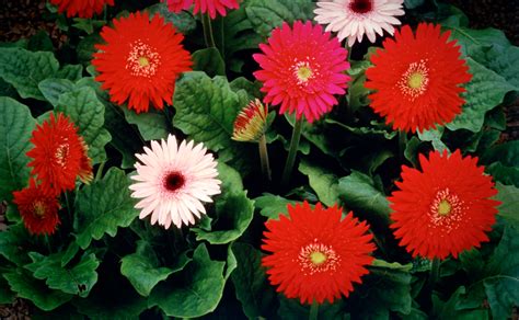 Gerberas - Burke's Backyard