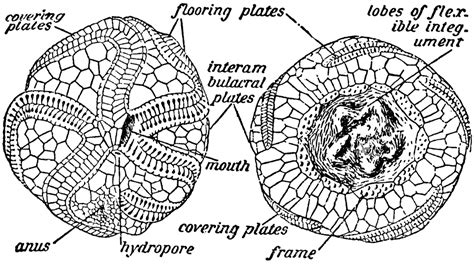 Sea Urchin | ClipArt ETC