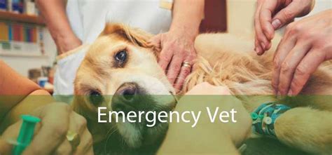 Emergency Vet - 24 Hour Emergency Vet Near Me