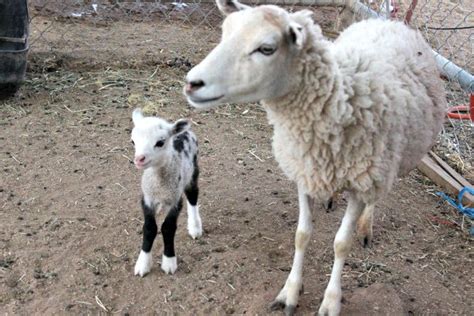 Rare Baby Geep Born at Petting Zoo