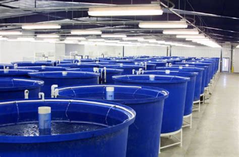 fish farming tanks by Global fish seed farm, fish farming tanks, INR 5 ...