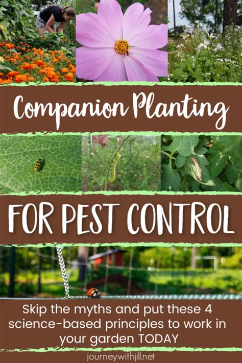 Companion Planting for Pest Control - The Beginner's Garden