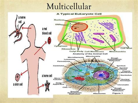 PPT - Cell Theory, Animal Cell Structure, Function, and Processes PowerPoint Presentation - ID ...