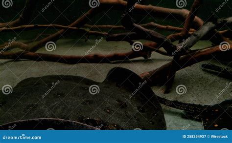 Closeup of Giant Freshwater Stingray Swimming Underwater by Branches Stock Image - Image of ...