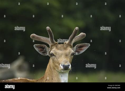 European fallow deer Stock Photo - Alamy