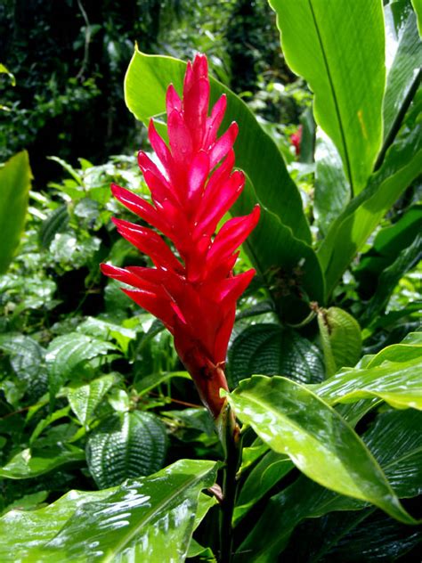 Organisms in Samoa... Terrestrial plants