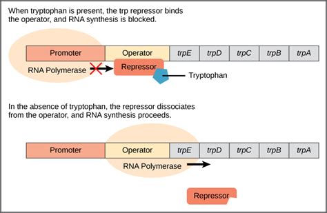 Prokaryotic Gene Regulation – Biology 2e Part I, 2nd edition