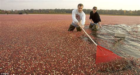 TYWKIWDBI ("Tai-Wiki-Widbee"): Cranberry harvest