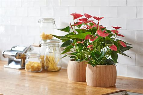 How to take care of the Anthurium pot plant and cut flower