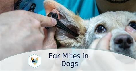 Ear Mites in Dogs: Symptoms and Treatment | Your Pet Insured