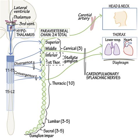 Neuroanatomy Glossary: Sympathetic Nervous System | Draw It to Know It