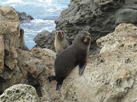 Close enough to pet! - Review of Ohau Point Seal Colony, Kaikoura, New Zealand - Tripadvisor