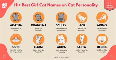 Best 111 Funny Cat Names for Any Kitty - Drlogy Cat Names