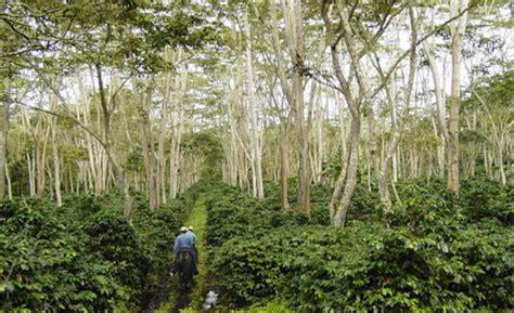 The Environmental Impact of Sun-Grown vs. Shade-Grown Coffee — The Call to Conserve