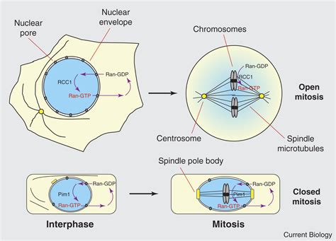 Mitosis: Ran Scales the Alps of Spindle Formation: Current Biology