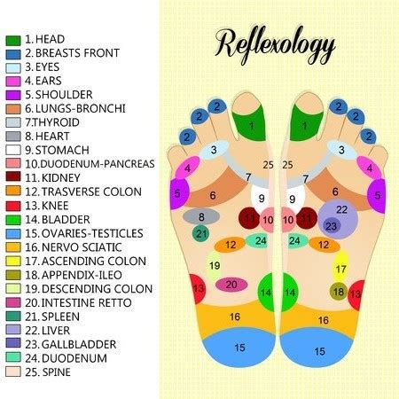 Foot Reflexology Chart Hebrew English Laminated 8 1/2x11in. Ideal for office or practice. - Aytz ...