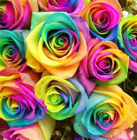 Pin on :) rainbow roses