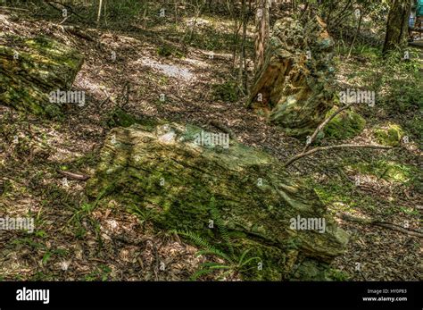 Mississippi Petrified Forest Stock Photo - Alamy