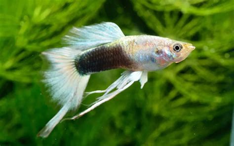 How to Do Selective Guppy Breeding? - AquariumNexus