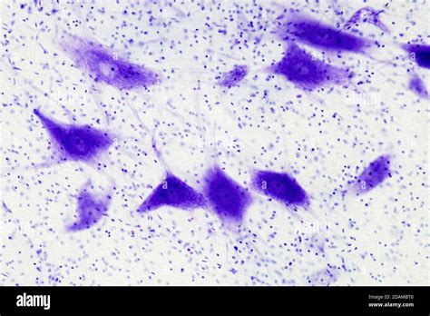 Nerve Cell Microscope Labeled