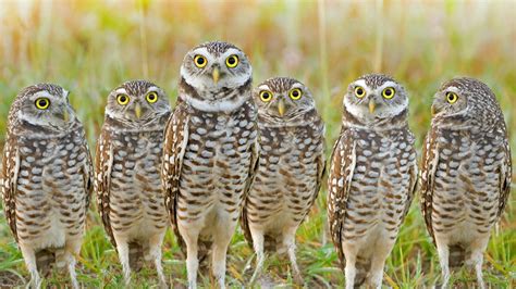 Burrowing owls can stop development in its tracks