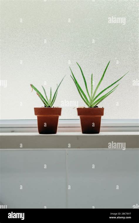 Aloe vera plants in bathroom. Background with free space Stock Photo - Alamy