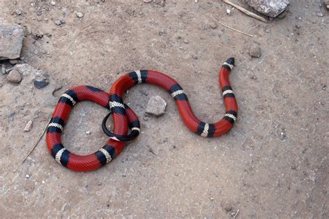 Coral snake: types, behavior and habitat - InfoAnimales