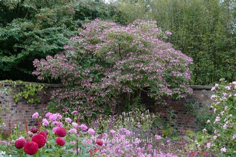 Hydrangea aspera villosa – Esveld Shop