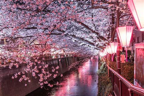 When and where to see cherry blossoms in Tokyo in 2022 | GO TOKYO