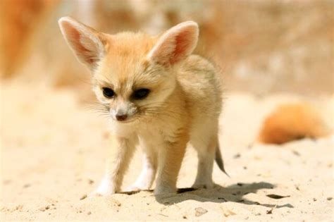 Image - Cutest fennec fox EVER!!!!!.jpg | Animal Jam Wiki | FANDOM ...