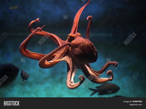 Common Octopus ( Image & Photo (Free Trial) | Bigstock