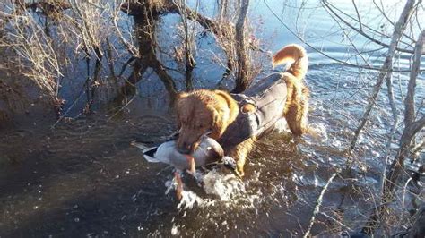 Golden Retriever Duck Hunting | PETSIDI